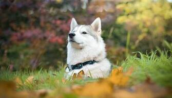 Wallpaper Husky Dog Face Portrait Proud