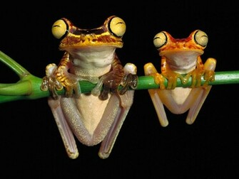 Wallpaper Funny Frogs