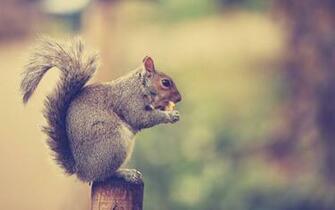 Squirrel Desktop Background