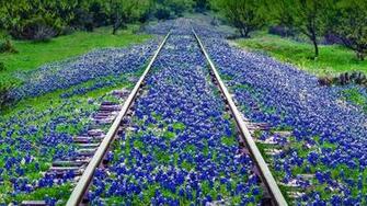 Texas Bluebonnet Wallpaper