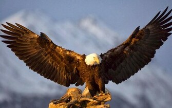 Wallpaper U 3d Flying Bald Eagle HD