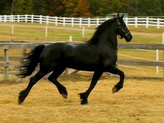 Horses Black Horse Wallpaper