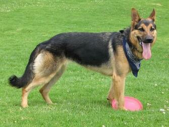 German Shepherd Breed HD Wallpaper Animals
