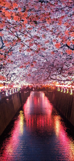 Cherry Blossoms iPhone Wallpaper