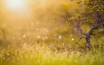 Morning Sun Nature Wallpaper The Master Shift