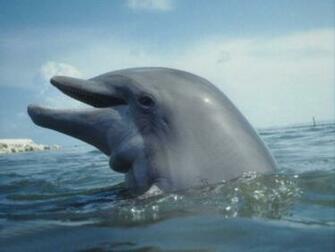 3d Dolphin Wallpaper In HD