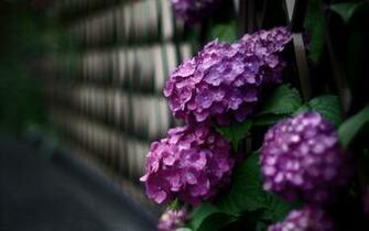 Hydrangea Computer Wallpaper Desktop Background Id
