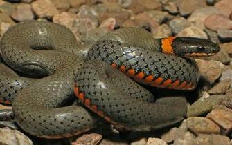 Anaconda Python Snake HD Wallpaper Wallpaper13