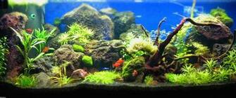 Aquascape Wallpaper F R Ultrawide Monitore