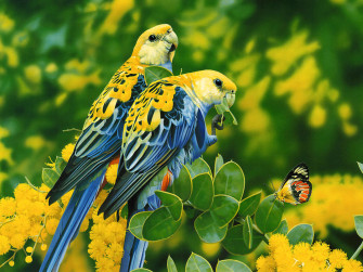 Bird Wallpaper