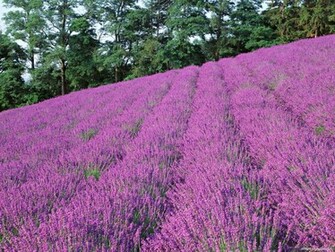 Wallpaper Nature Of Japan Pack Hq