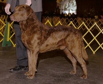 Bay Retriever Photos And Wallpaper The Beautiful Chesapeake