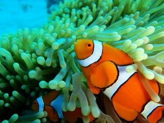 Desktop Wallpaper HD Clown Fish Clownfish