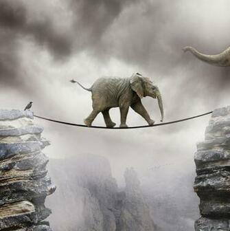 Funny Baby Elephant Wallpaper S