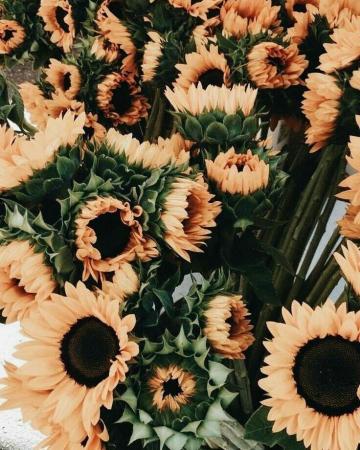 Sunflower Flowers Background Posetiv Sun S Weheartit