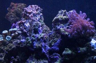 Related Pictures Coral Reef Live Wallpaper Mobile9 Car
