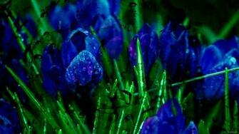 Grass And Blue Flowers Barbaras HD Wallpaper