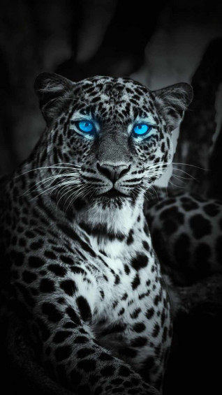 745ab94aef4c22c161cd270c149bf0c5 Wallpaper