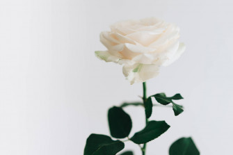 Aesthetic Rose Wallpaper