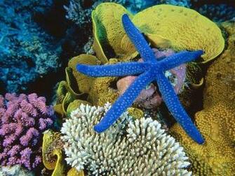 Blue Starfish Wallpaper More Animals