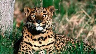 Animal Leopard 1080p Wallpaper Pic Photosjunction