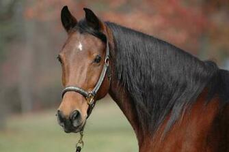 Arabian Horse Wallpaper