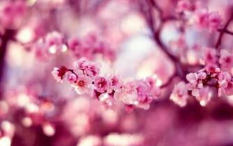 Hauptseite Blumen HD Hintergrundbilder Kirsche Bl Te Fr Hling
