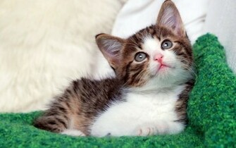 Cute Baby Animal Pictures Cat Wallpaper HD