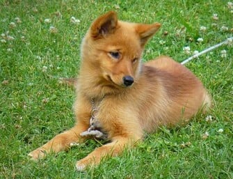 Funny Finnish Spitz Dog Photo And Wallpaper Beautiful