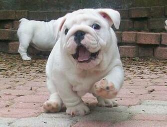 Bulldog Wallpaper HD Desktop Background For