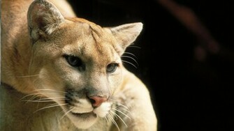 Puma Wallpaper Desktop
