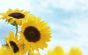 Sunflower Wallpaper Sky HD Desktop