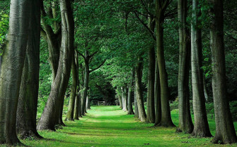 Tree Wallpaper
