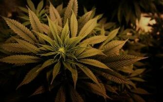 Weed Plant Wallpaper Big Myspace Background