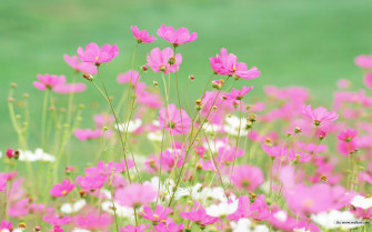 Cool Wildflowers Wallpaper