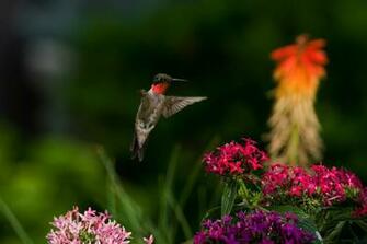 Wallpaper Bird Hummingbirds Flowers Birds Nature