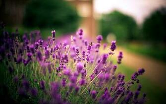 HD Lavender Flower Background Wallpapercraft