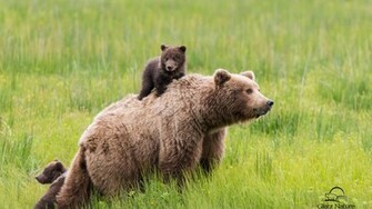 Brown Bear Family Mobile Background Wallpaper