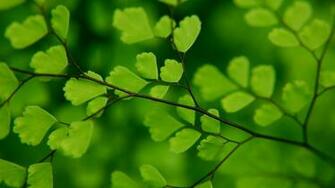Green Leaves Wallpaper HD Mother