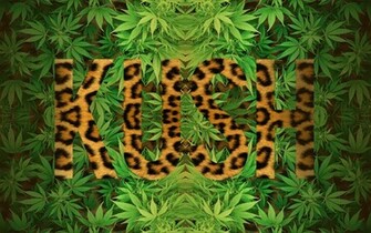 Leopard Kush Wallpaper