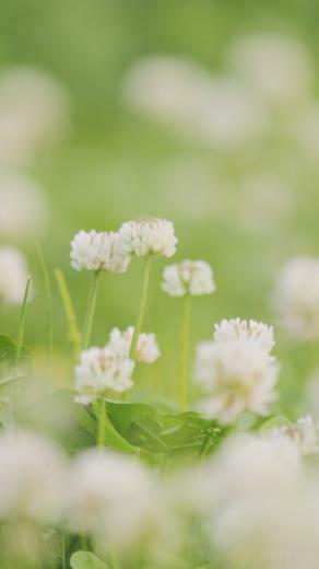 iPhone Wallpaper HD White Clover Background