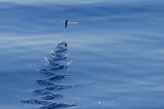 Flying Takeoff Photo And Wallpaper