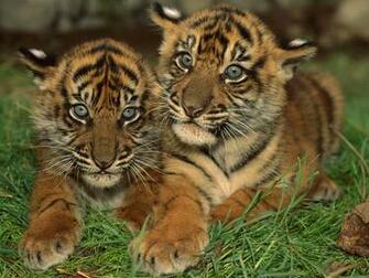 Funny Wallpaper HD Cute Tiger Background