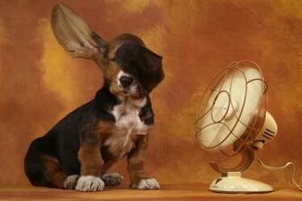 Apple Mac Desktop Wallpaper HD Funny Doggy Cute Animal