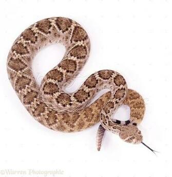Western Diamondback Rattlesnake Photo Wp06767