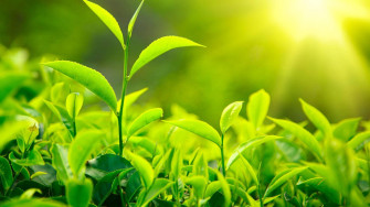 Tea Garden Wallpaper