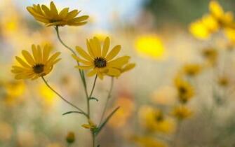 Roadside Wildflowers Wallpaper