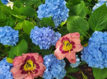 Cape Cod Hydrangea Festival