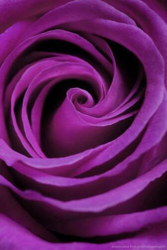 Purple Rose Wallpaper For iPhone