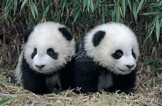 Twin Giant Panda Cubs In A Bamboo Grove Wolong Jpg Jpeg